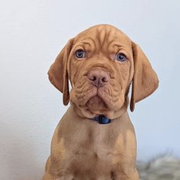 Vizslas from Walker Vizslas