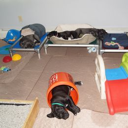 Cane Corso Puppies from Knights Watch Cane Corso