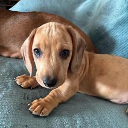 Wedo - Cream male Dachshund puppy in Yuma, Arizona from Desert dashies