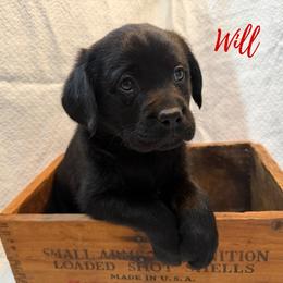 Will - Black male Labrador Retriever puppy in Farmington, Missouri from Granite Creek Kennel