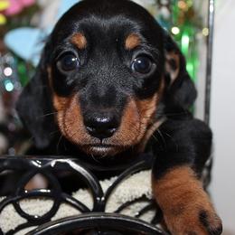 Boy 1 - Black and tan male Dachshund puppy in Craig, Colorado from Rocky Mountain Shih Tzus and Dry Creek Miniature Dachshunds