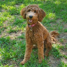 Harper - Goldendoodle