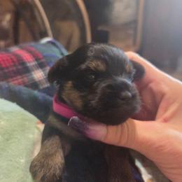 CHLOE - Black and gold female Yorkshire Terrier puppy in Toledo, Ohio from Yorkies