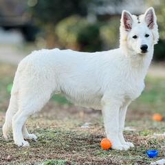 Berger Blanc Suisse Puppies from Wynter Spirit Kennels