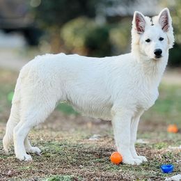Berger Blanc Suisse Puppies from Wynter Spirit Kennels