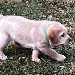 Razz - Yellow male Labrador Retriever puppy in Princess Anne, Maryland from Little Farm