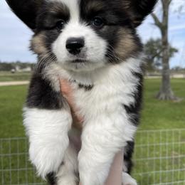 Pembroke Welsh Corgi Puppies from MG Corgis