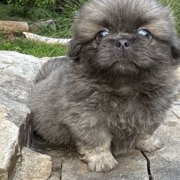 Ice - Gray Pekingese puppy in Cumming, Georgia from Imperial Pekingese
