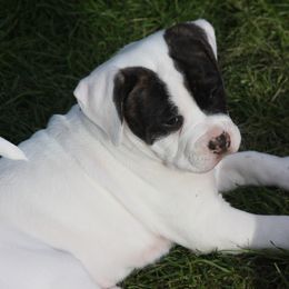 American Bulldog Puppies from Ferocia Kennels