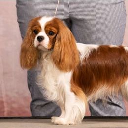Boston - Cavalier King Charles Spaniel