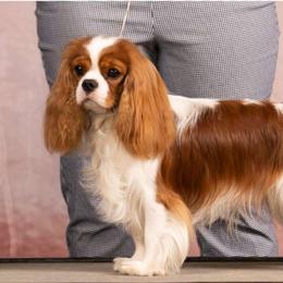 Boston - Cavalier King Charles Spaniel