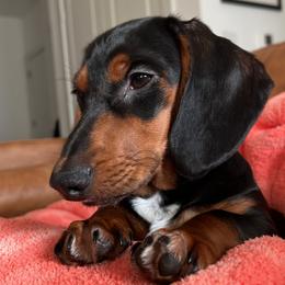 Dachshund All Grown Up from BTX Dachshunds