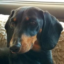 Kiss - Dachshund