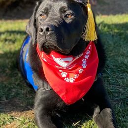 Labrador Retrievers from Battleborn Labradors