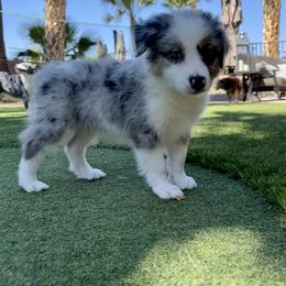 Miniature Australian Shepherd Puppies from B my Sunshines Mini Aussies