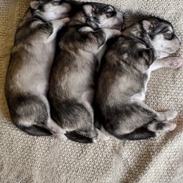 Siberian Husky Puppies from Fly Siberian