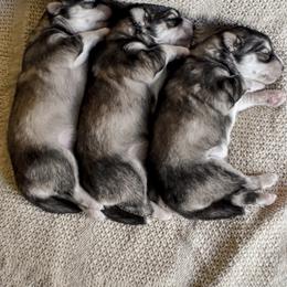 Siberian Husky Puppies from Fly Siberian