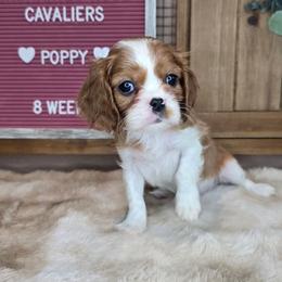 Poppy - Blenheim female Cavalier King Charles Spaniel puppy in Wildomar, California from Enchanted Rose Cavaliers