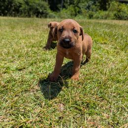 Girl 2 - Red female Irish Terrier puppy in Broadway, North Carolina from Detmore Kennels