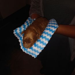 Oliver - Red  male Poodle puppy in Millersburg, Ohio from My Furry Friends