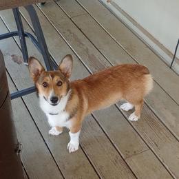 Pembroke Welsh Corgi Puppies from Ruidoso's Crowned Companions