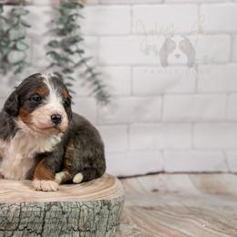 Nordic - Family Raised - Blue merle male Bernedoodle puppy in Eureka, Illinois from Joley Aire Family Dogs