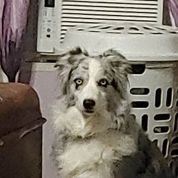 Australian Shepherd All Grown Up from Nana's Wild and Wonderful Aussies