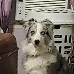 Australian Shepherd All Grown Up from Nana's Wild and Wonderful Aussies