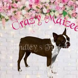 Boston Terrier and French Bulldog All Grown Up from Findley’s Furbabies