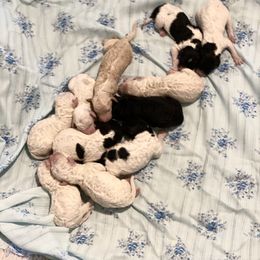 Poodle Puppies from RP Bar Ranch Royal Poodles and Doodles