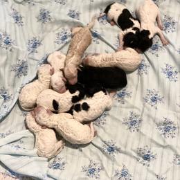 Poodle Puppies from RP Bar Ranch Royal Poodles and Doodles