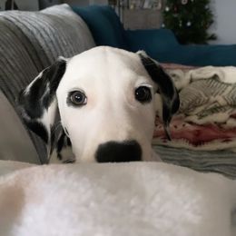 Dalmatian Puppies from Whispered Spots Dalmatians