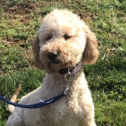 Remi - Poodle