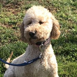 Remi - Poodle