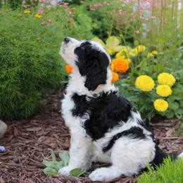 Henry Knox - Black and white male Assorted Doodle Crosses puppy in Bagley, Minnesota from Soni Morgan