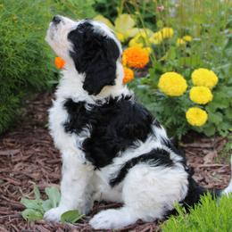 Henry Knox - Black and white male Assorted Doodle Crosses puppy in Bagley, Minnesota from Soni Morgan