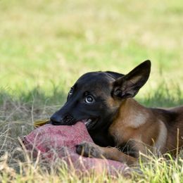 Belgian Malinois and xDutch Shepherd Puppies from Ruach Kaizen Malinois