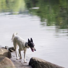 Silken Windhounds from Beloved Silken Windhounds