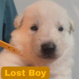 Boy 7 - White male German Shepherd puppy in Tonopah, Nevada from Mercy's White Shepherds