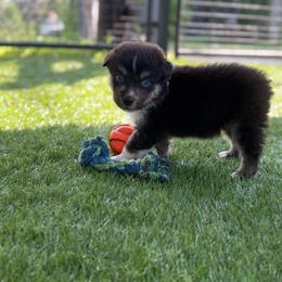 Lasagna - Black tri-color female Australian Shepherd puppy in Oak Hill, Florida from Swingin T Ranch LLC
