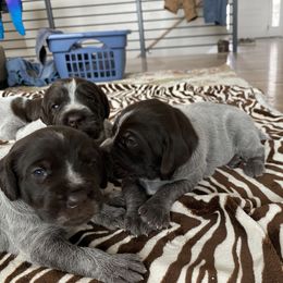 Wirehaired Pointing Griffon Puppies from High Point Griffons