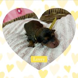 Lovey - Sable female Poodle puppy in Conway, Arkansas from Arkansas River Poodles