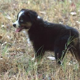 Miniature Australian Shepherd Puppies from MAC's Cirkles 8 Aussies