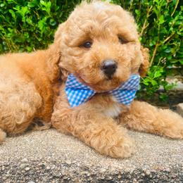 Diesel. AKC - Red  male Poodle puppy in Nixa, Missouri from Family Poodles