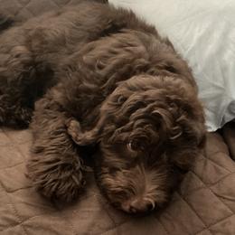 Goldendoodles from Lesher Goodwin Goldendoodles