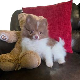 Hemlock - Chocolate parti male Pomeranian puppy in Smithville, Texas from Lafary Poms