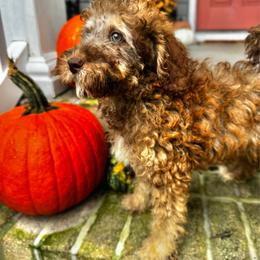 Pua - Phantom female Goldendoodle puppy in Camden, North Carolina from Oopsie Doodles of NC