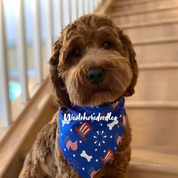Loki - Goldendoodle