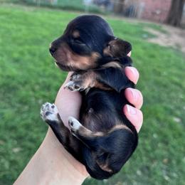 Zev - Black and tan female Dachshund puppy in Burleson, Texas from Sarah’s Dachshies