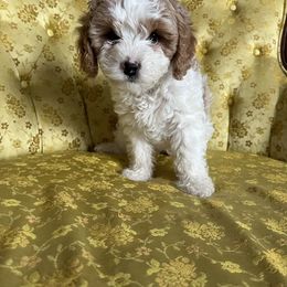 Cavapoo Puppies from Poseydoodle